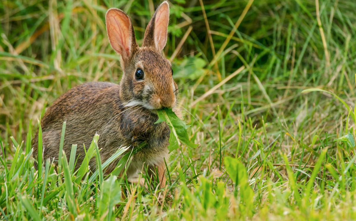 The Cottontail Cycle Waterline Yoursun Com