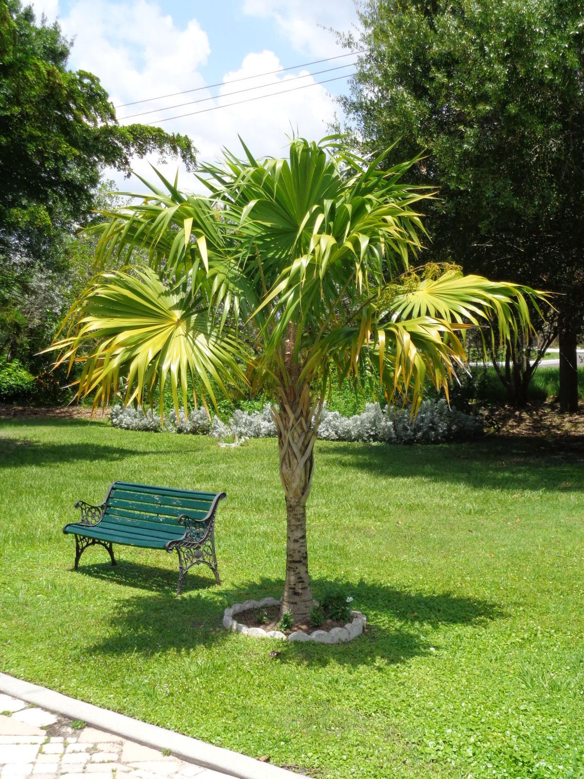 Grow this native, salttolerant palm near the coast Features