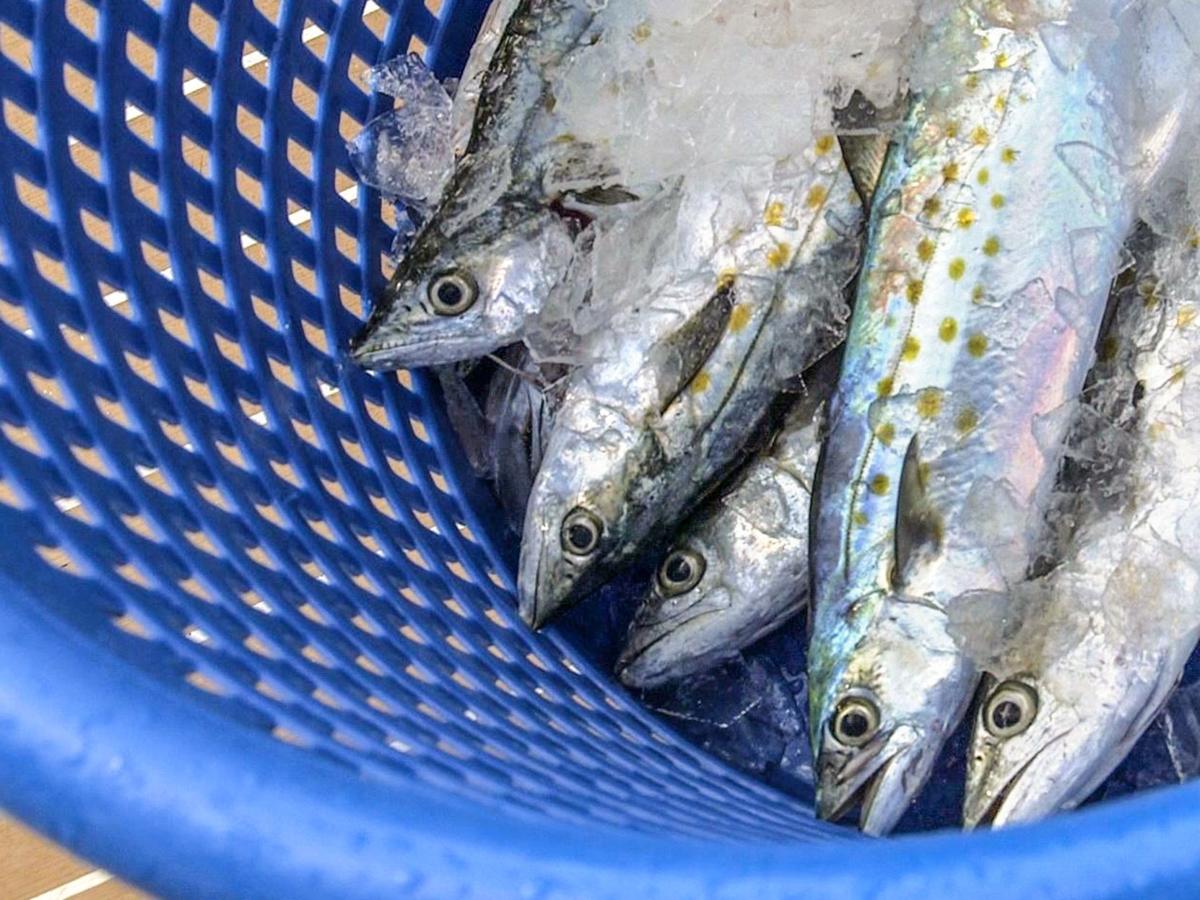 Easy Rigs For Mackerel Waterline Yoursun Com