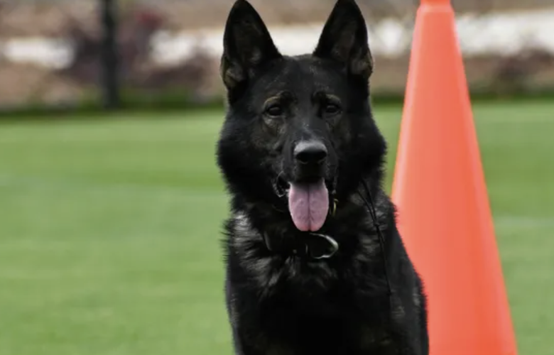 Retired Charlotte County Sheriffu2019s Office K9 needs financial help with u0026#39;severeu0026#39; medical issue ...