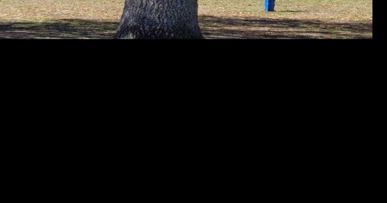 COLUMN: When trees have 'wishbones' | Port Charlotte News | yoursun.com