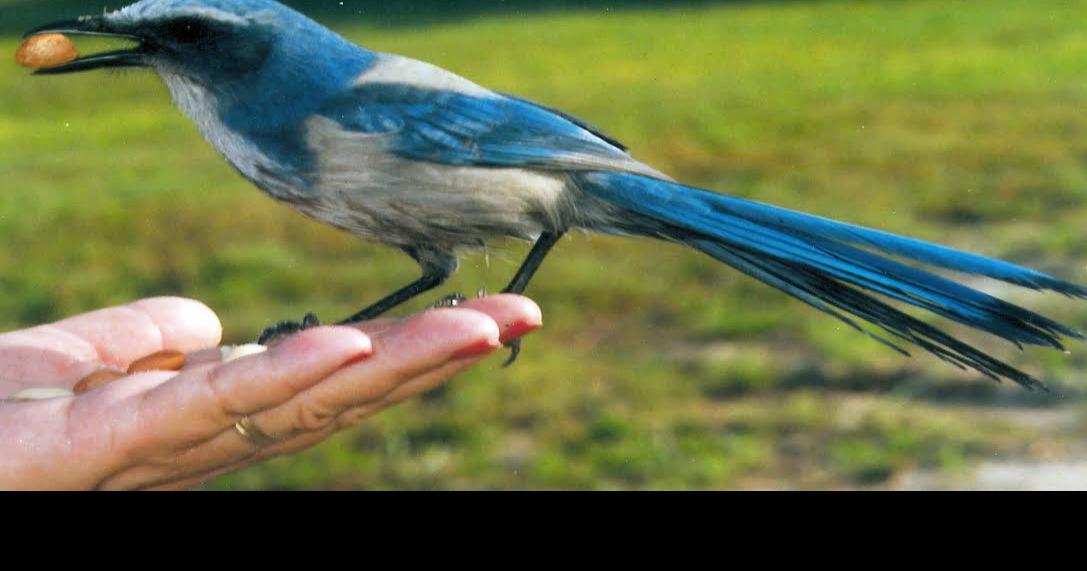 Is It For Birds Or Property Owners The Daily Sun Yoursun Com