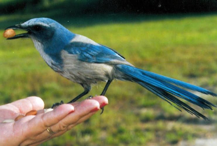 Is It For Birds Or Property Owners The Daily Sun Yoursun Com