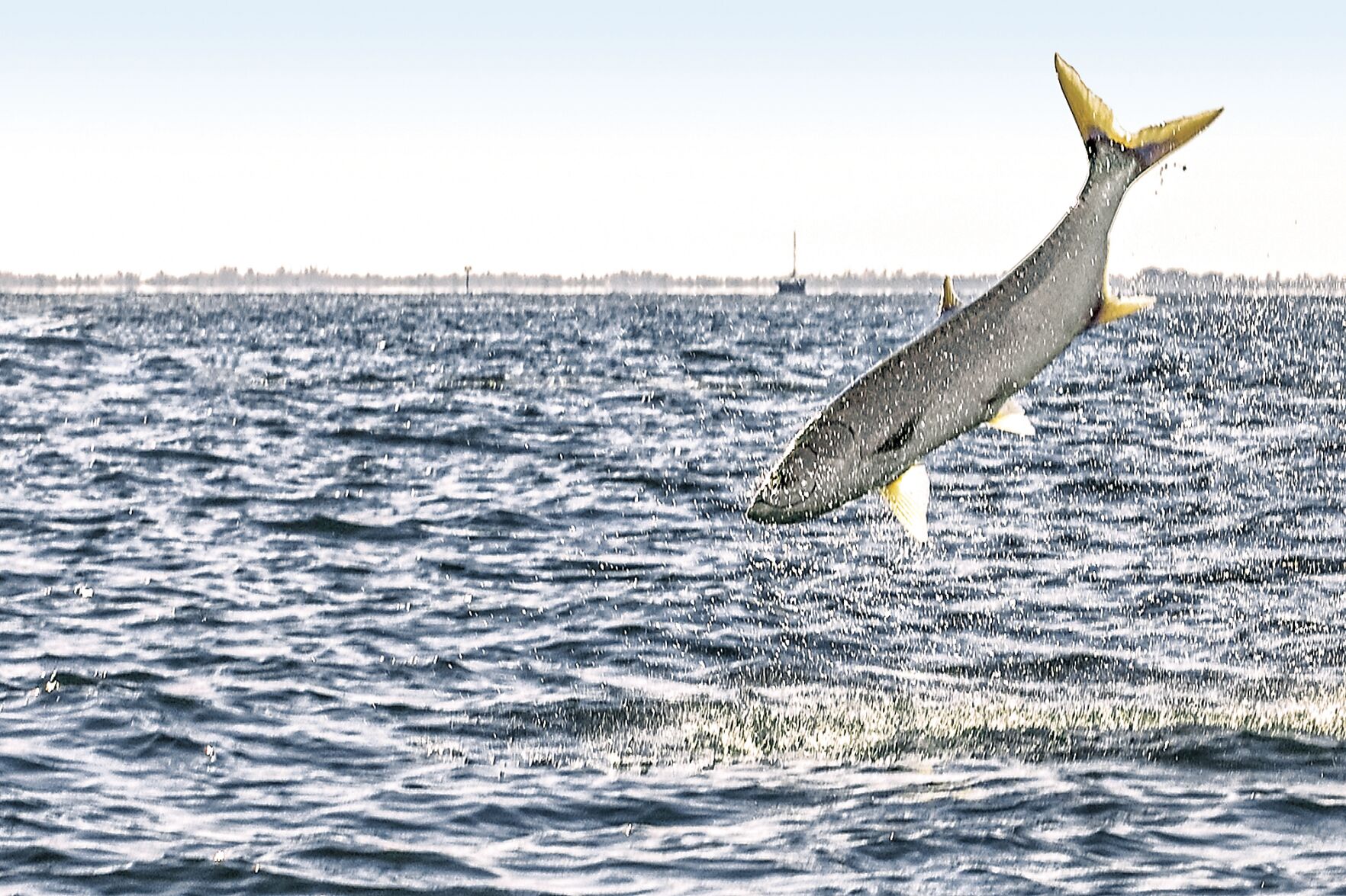 The tarpon days of summer | Waterline | yoursun.com