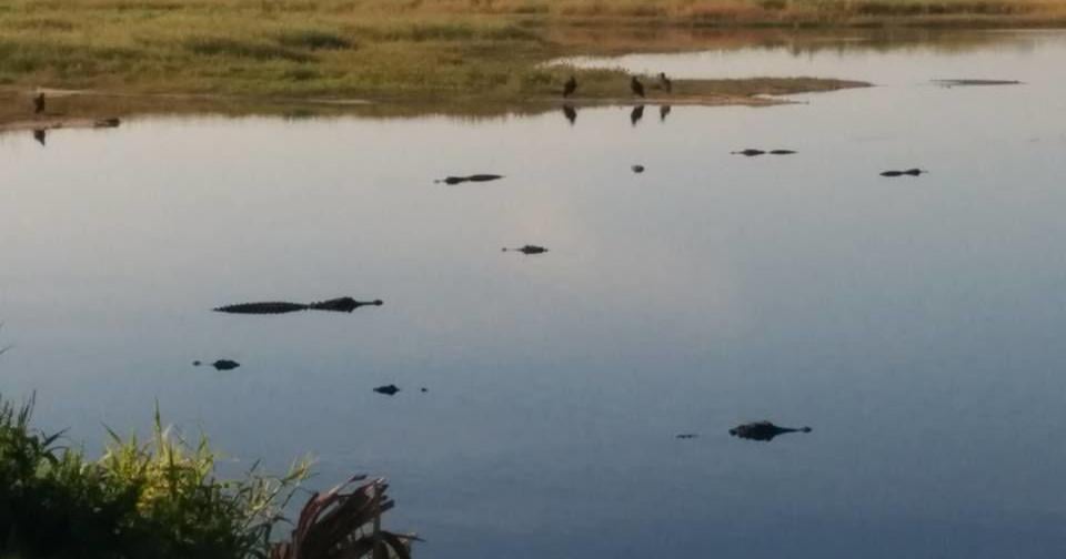 Column: In Florida, it's a wild, wild, wildlife