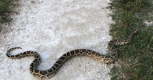 Dead python spotted in area was not alone | Port Charlotte News ...