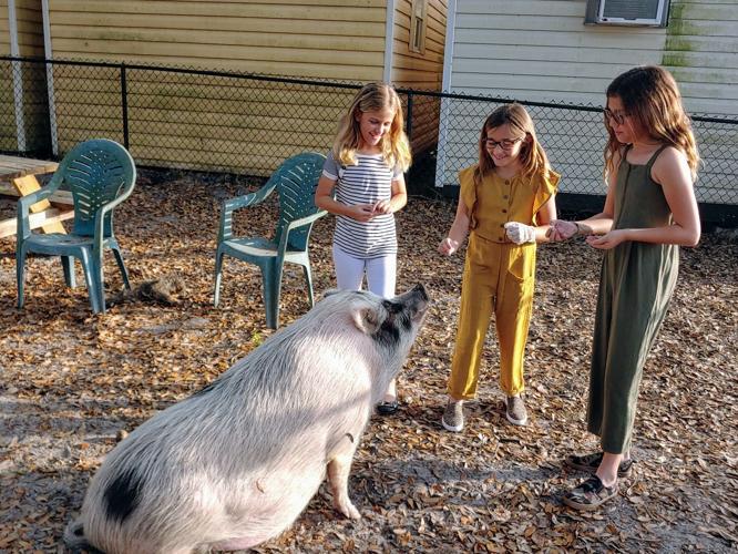 Girls' lemonade stand raises money for Charlotte County Animal Welfare  League | The Daily Sun | yoursun.com