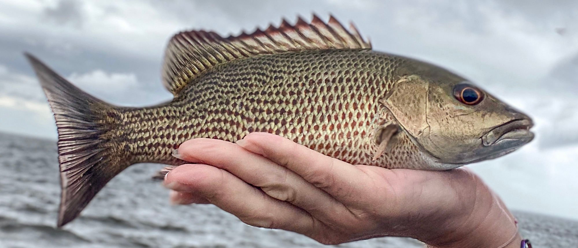 mangrove snapper