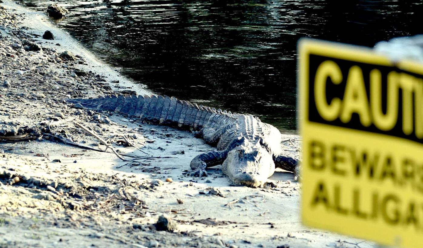 Gator Hotline Continues Tonight - Florida Gators