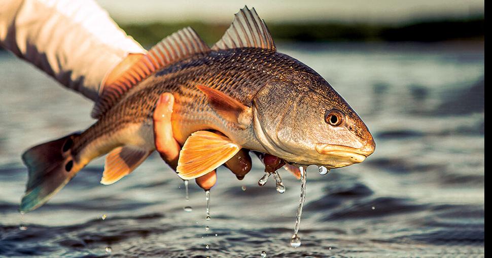 Capt. Ralph&rsquo;s redfish ruminations