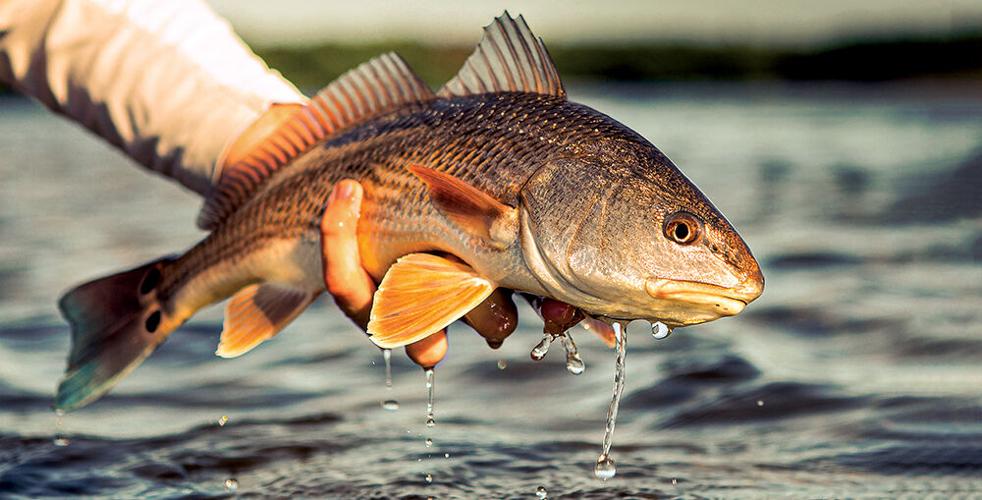 Capt. Ralph’s redfish ruminations | Waterline | yoursun.com