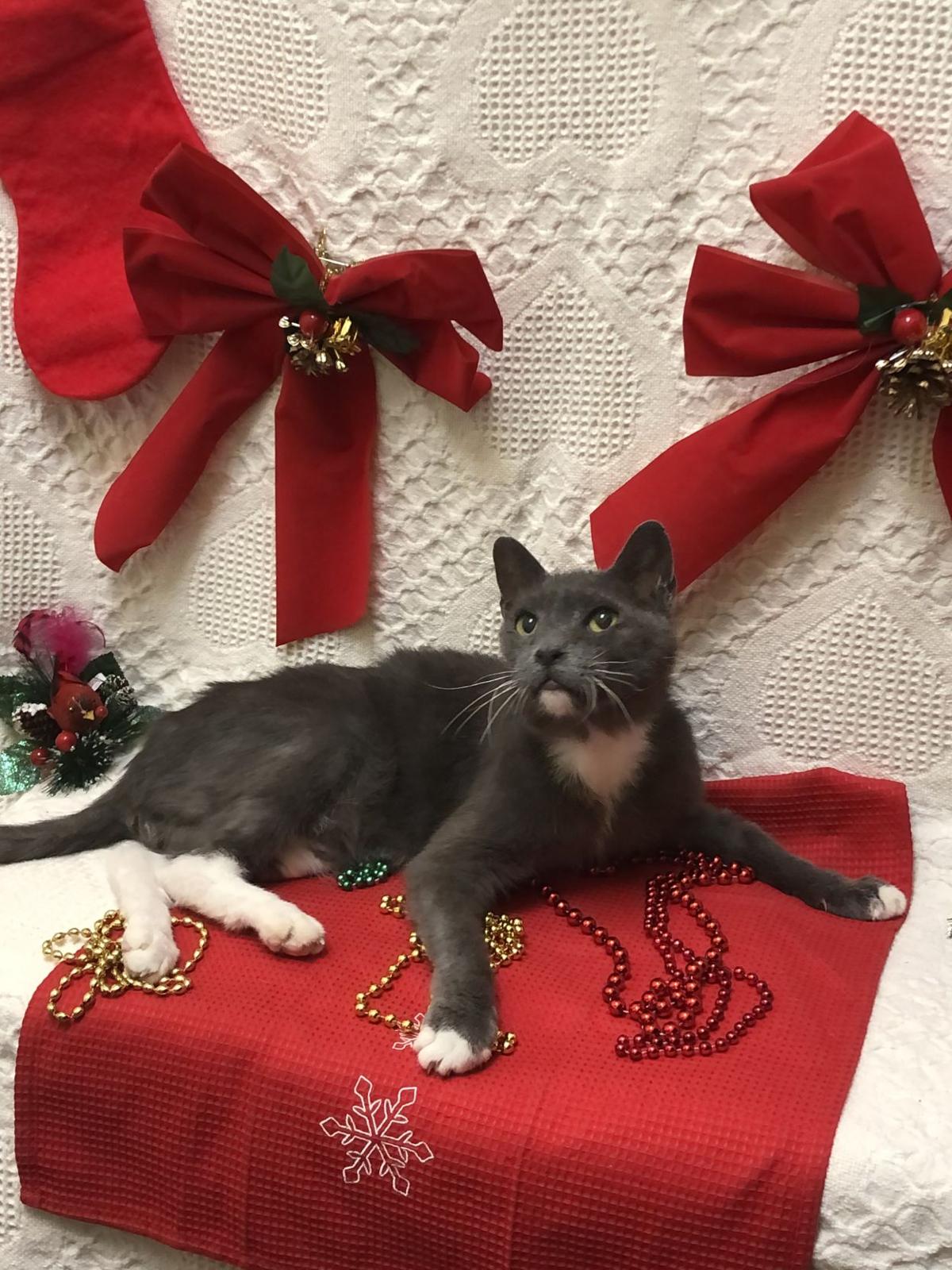 Pets Of The Week Should You Adopt During The Holidays Charlotte Sun Yoursun Com