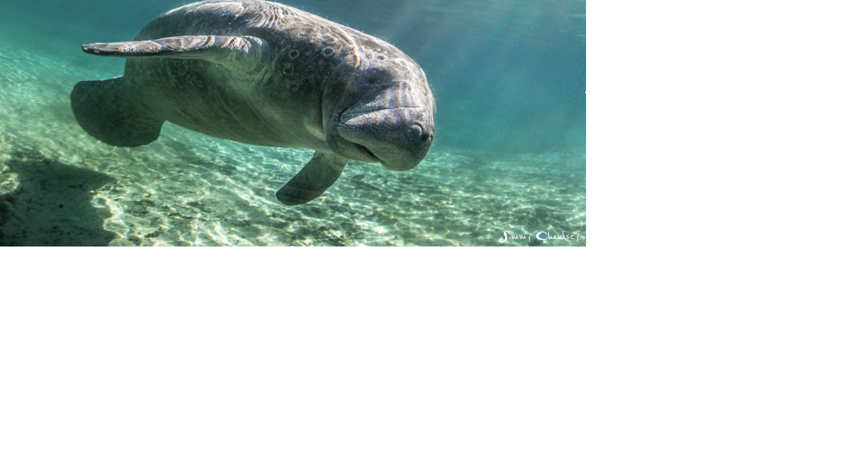Manatee