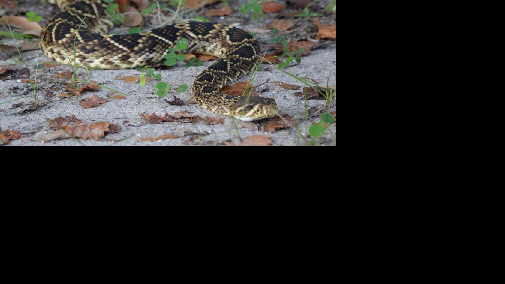 Staying safe around snakes News