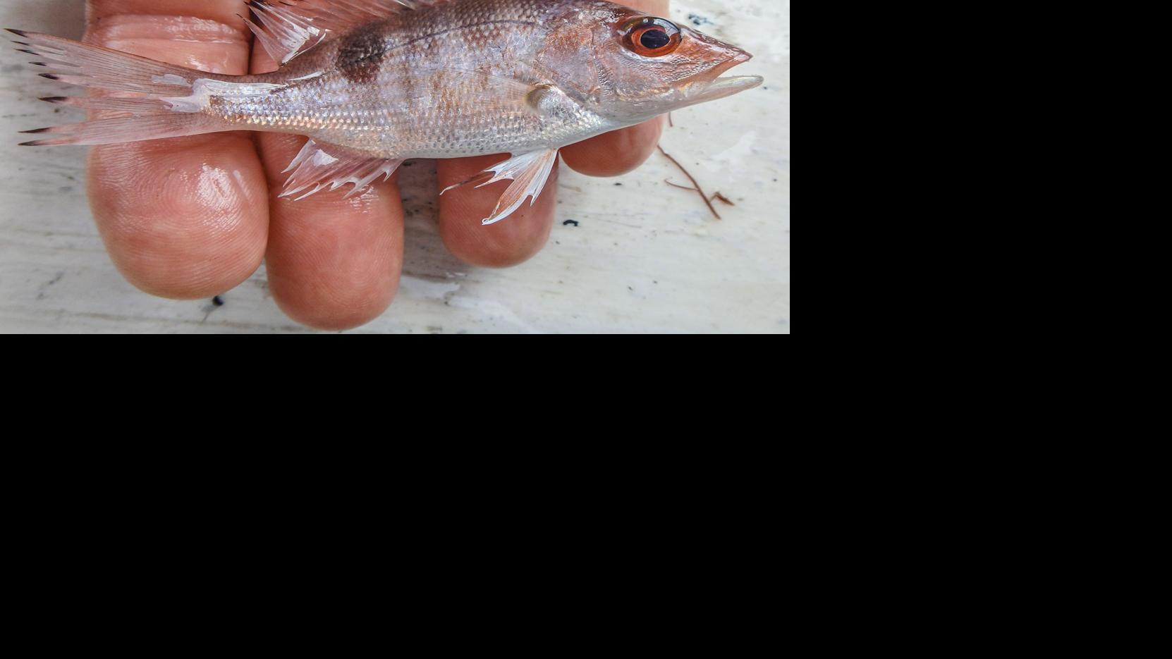 The fish of Charlotte Harbor | Waterline | yoursun.com