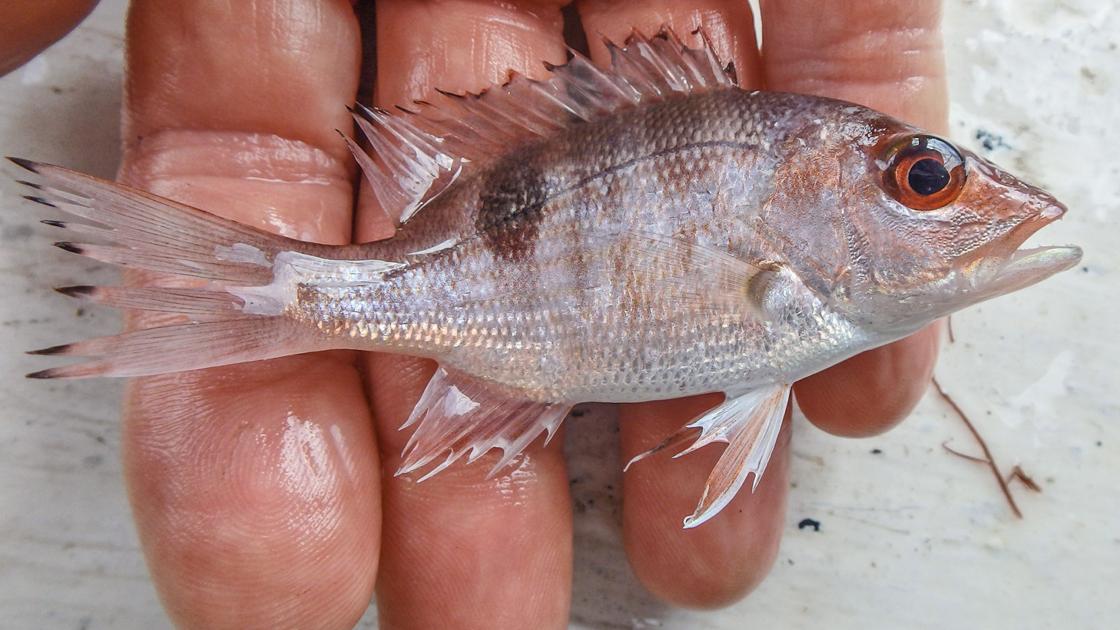 The fish of Charlotte Harbor | Waterline | yoursun.com