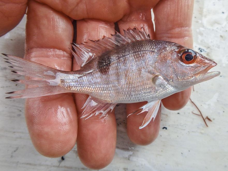 The fish of Charlotte Harbor | Waterline | yoursun.com