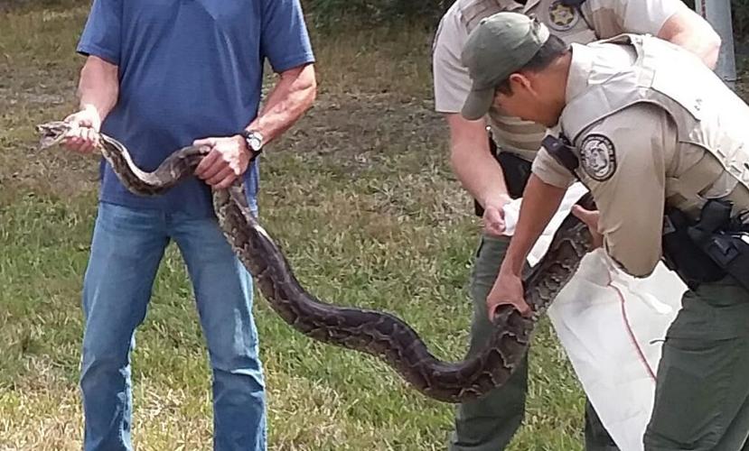Englewood python was a sick male, but from parts unknown | The Daily ...