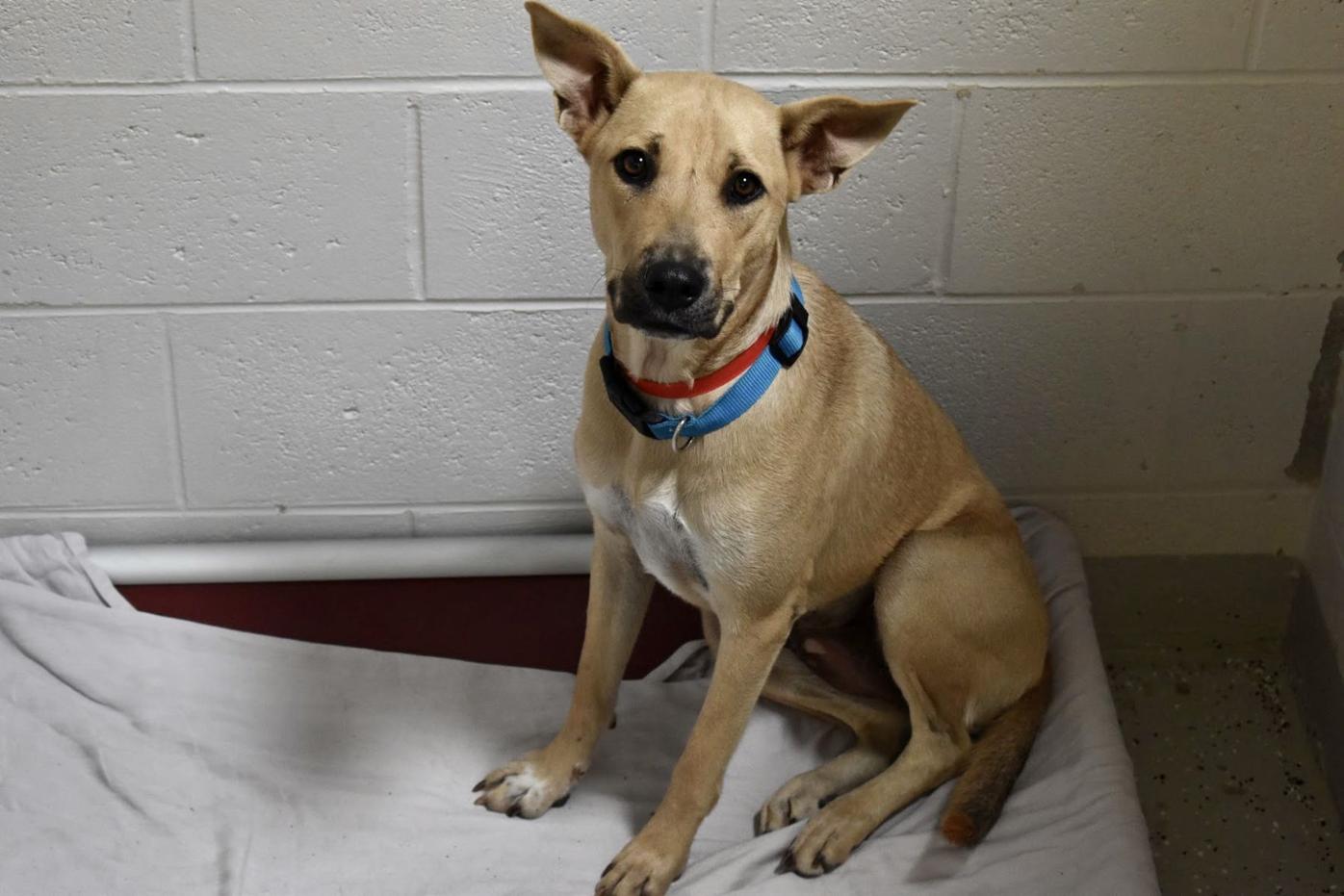 Puerto Rican dogs arrive in Port Charlotte Charlotte Sun