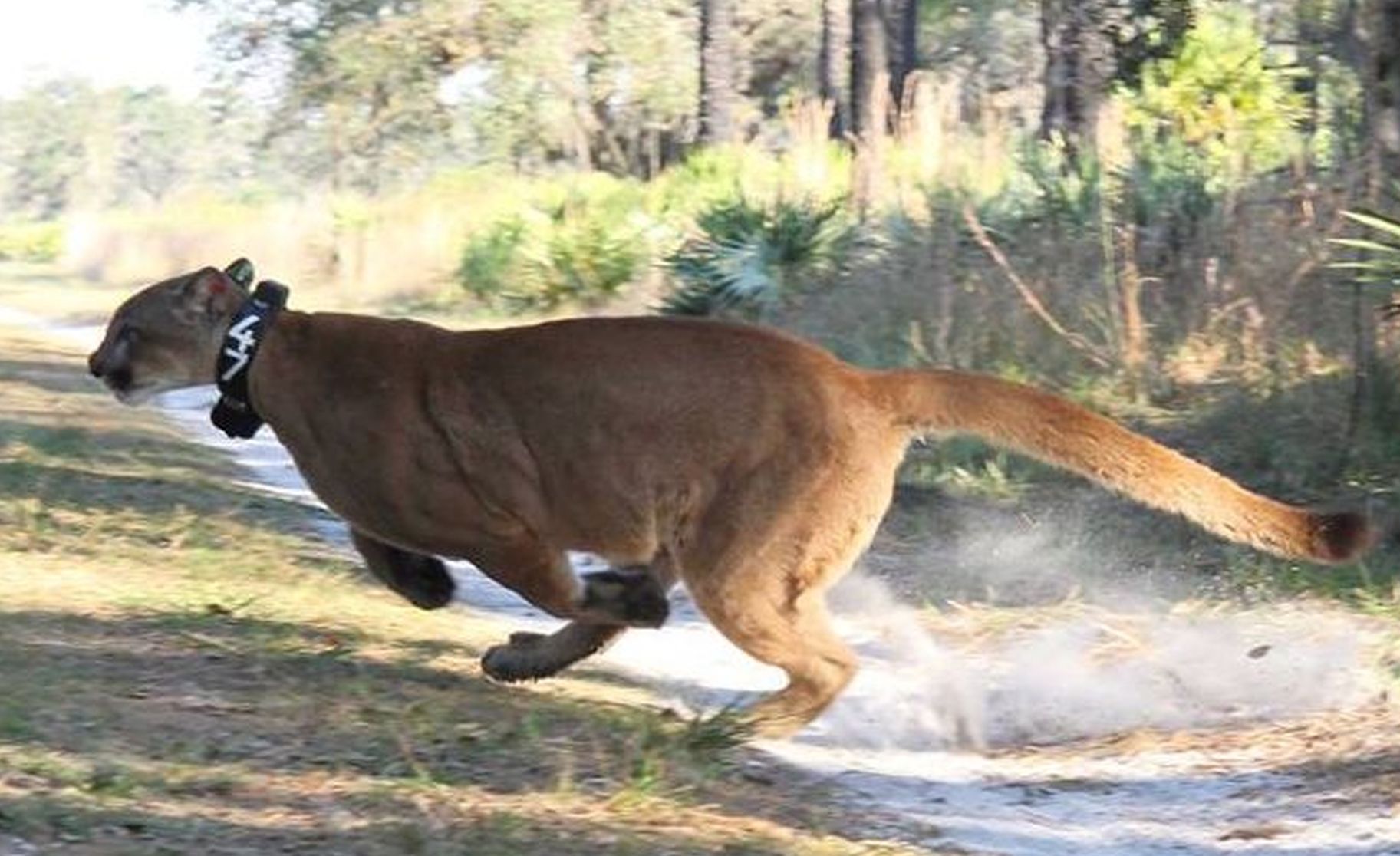 Florida Panther Is‘Back From The Brink’ | News Archives | Yoursun.com