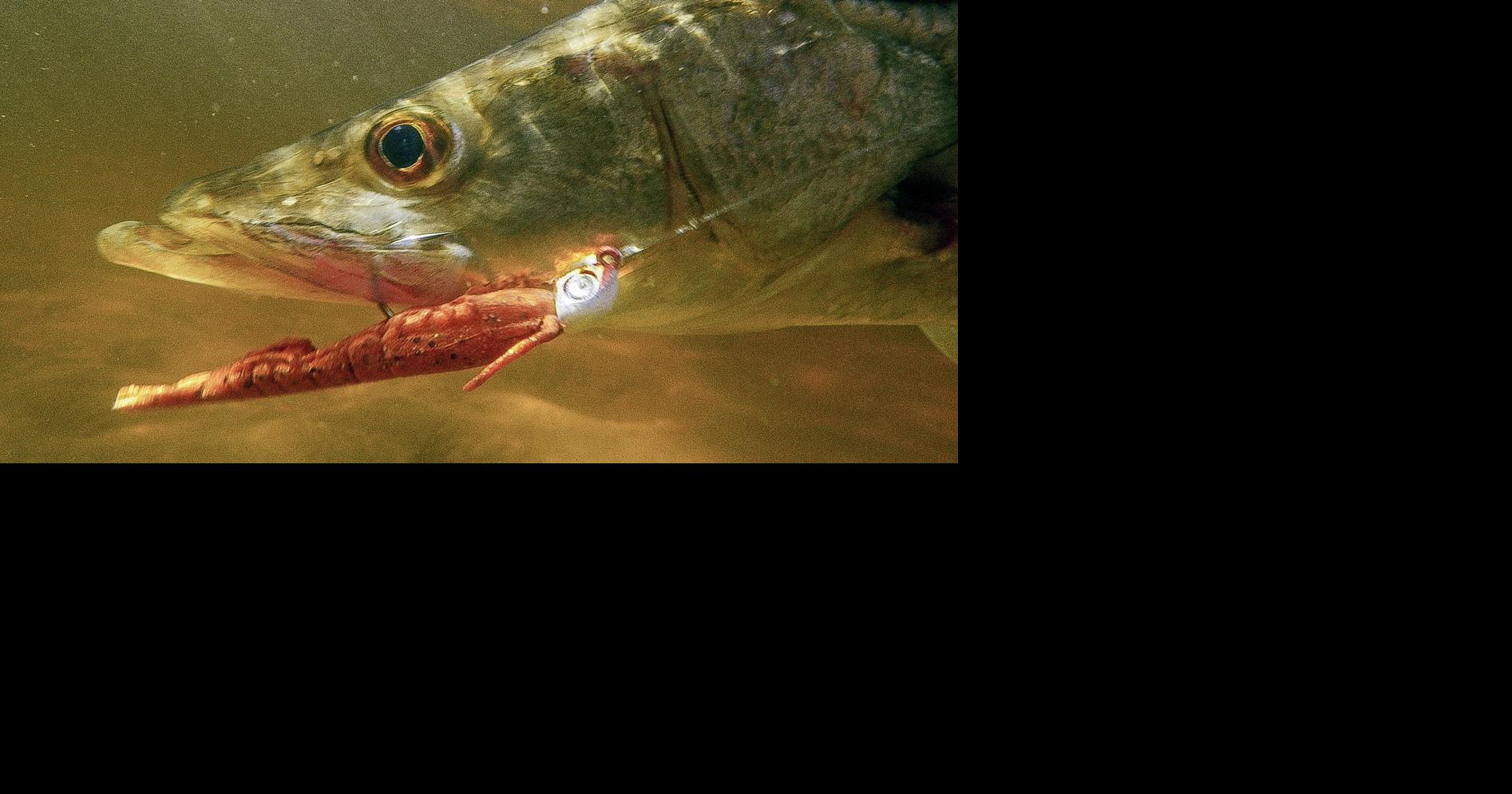 Lure fishing: Easier than you may think | Waterline | yoursun.com