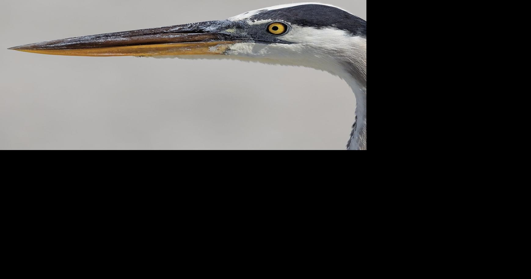 The right beak for the job | Waterline | yoursun.com