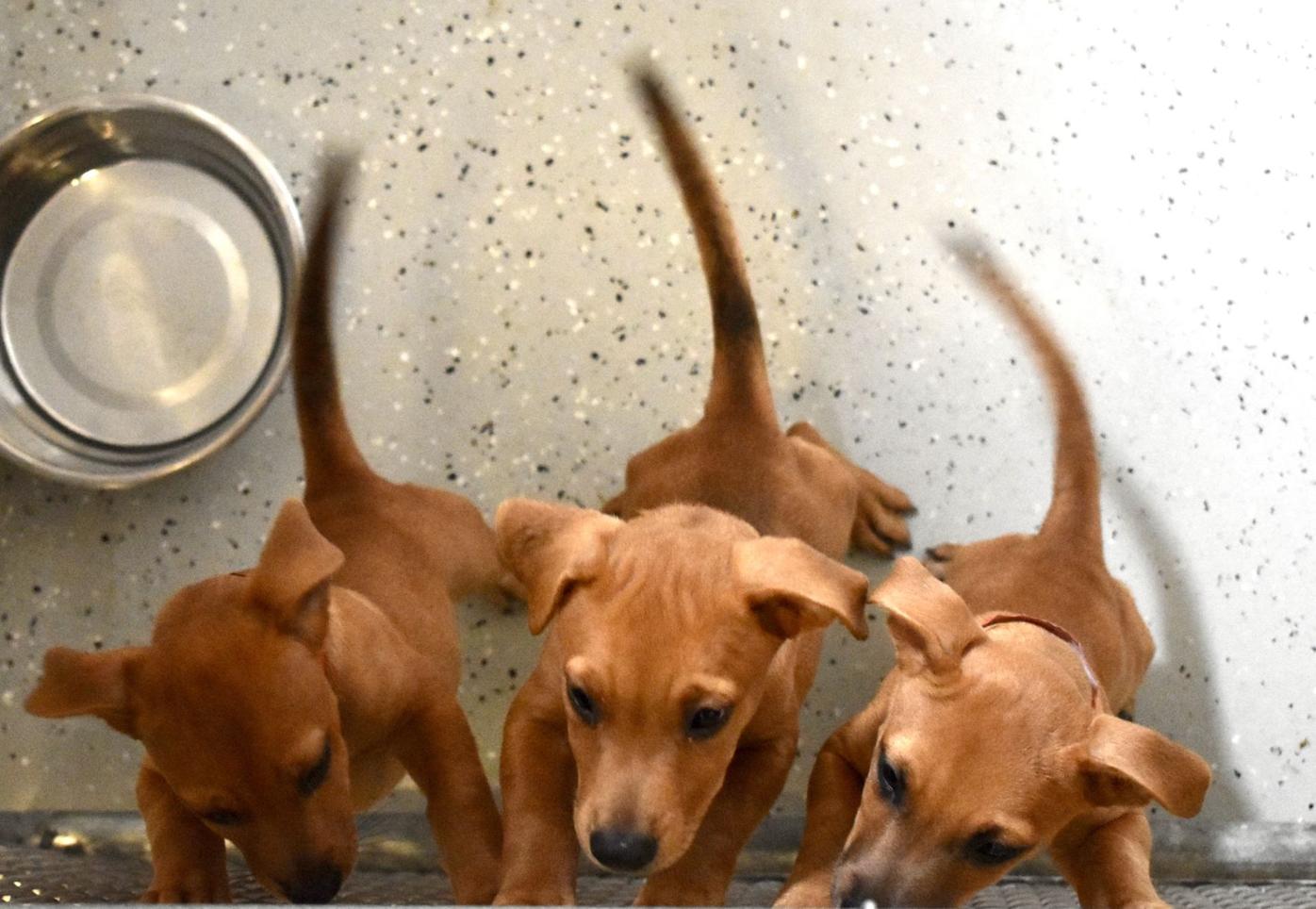 Puerto Rican Dogs Arrive In Port Charlotte Charlotte Sun Yoursun Com
