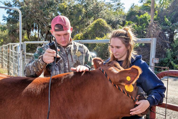 Charlotte County Fair steer show | Multimedia | yoursun.com