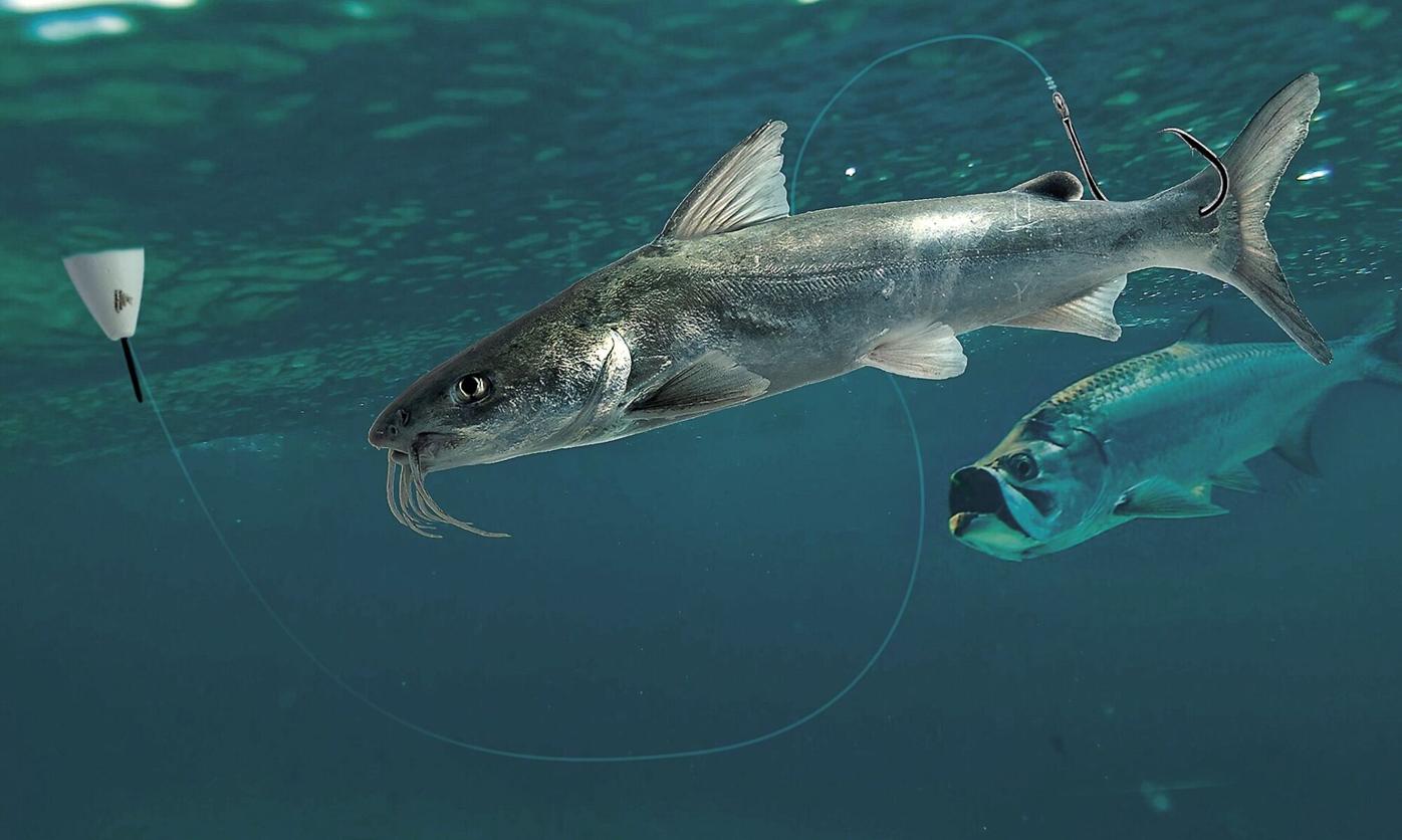 Nothing Eats Catfish Right Waterline Yoursun Com Nothing Eats Catfish Right Waterline Yoursun Com