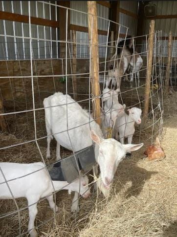 Goats 2 at Amaro Farm.JPG