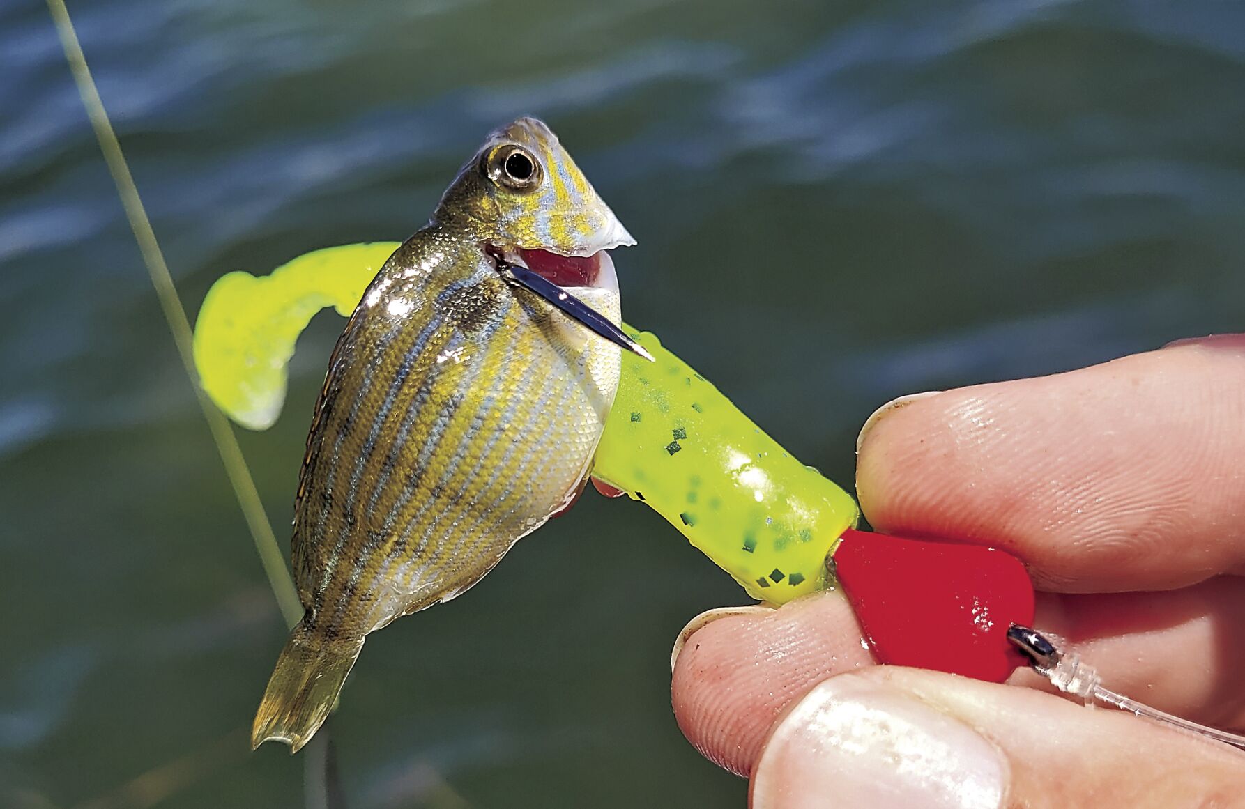 fishing with pinfish