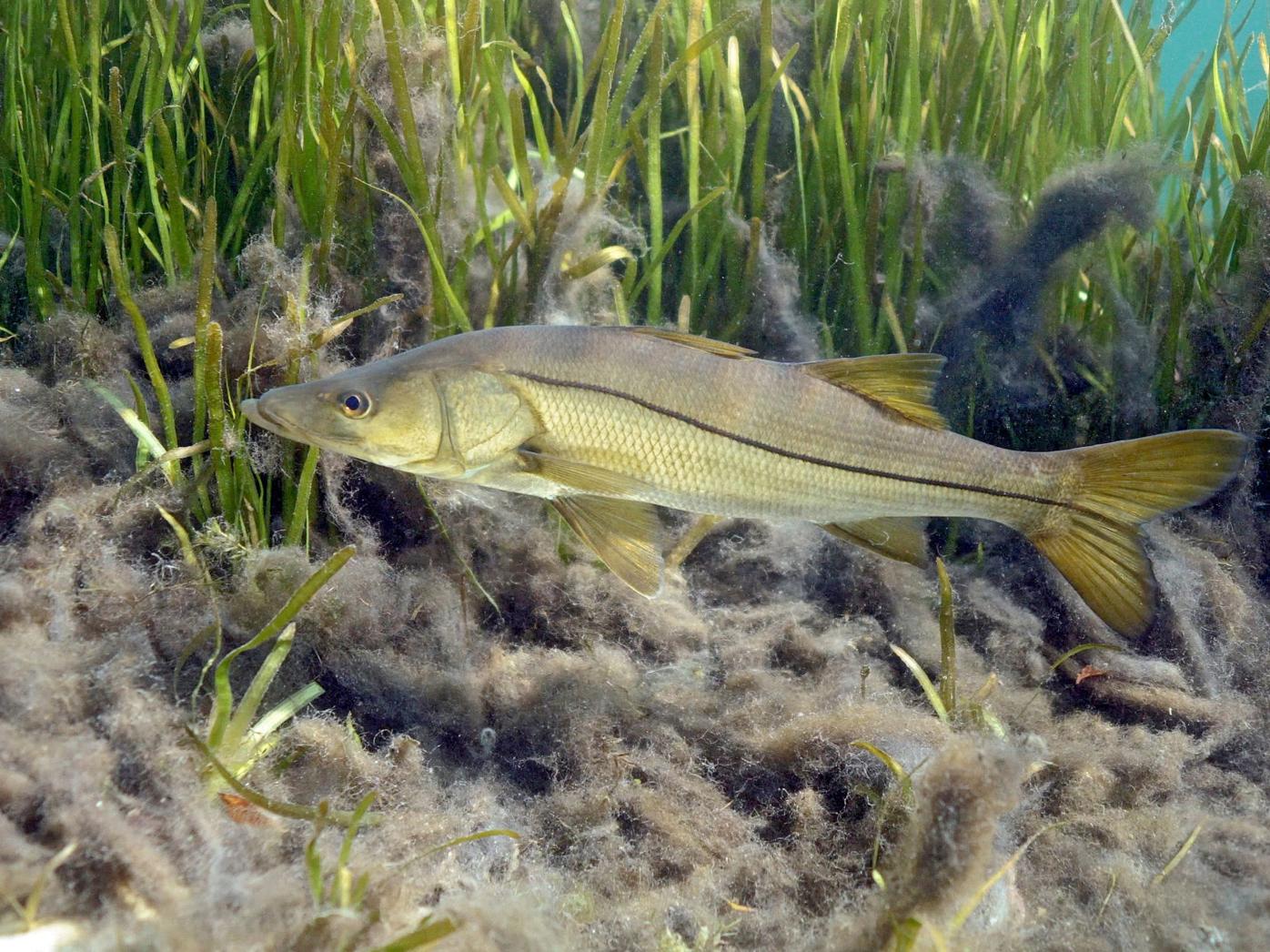 How a snook is like a bass, Waterline