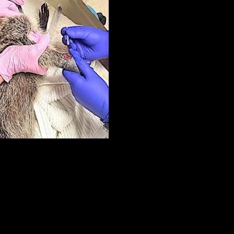 Peace River Wildlife Center still needs $2 million to complete its goal