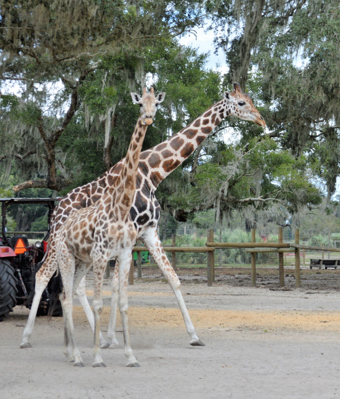 texas safari ranch live giraffe cam