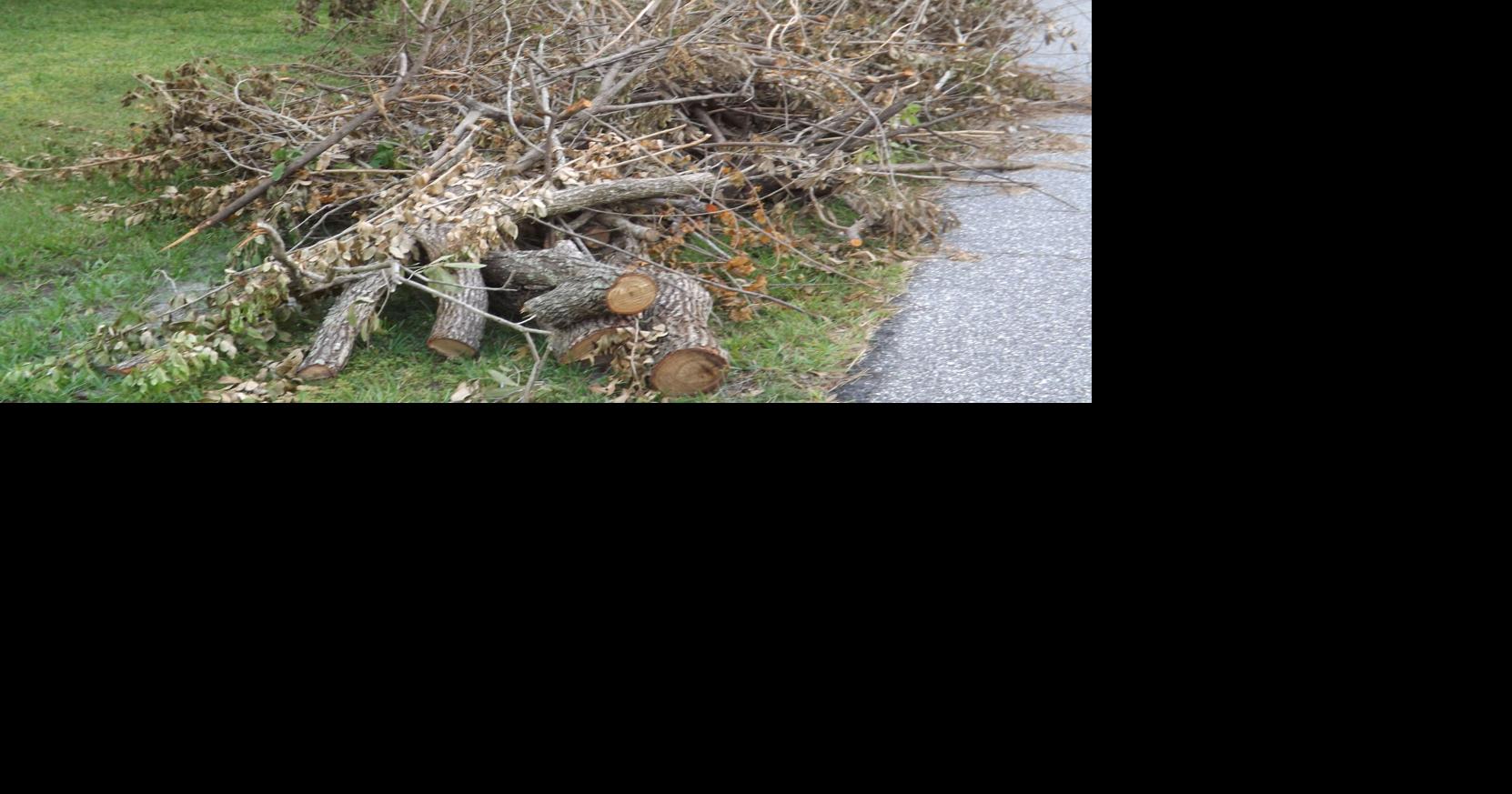 Do you know Charlotte County's new yard waste rules? The Daily Sun