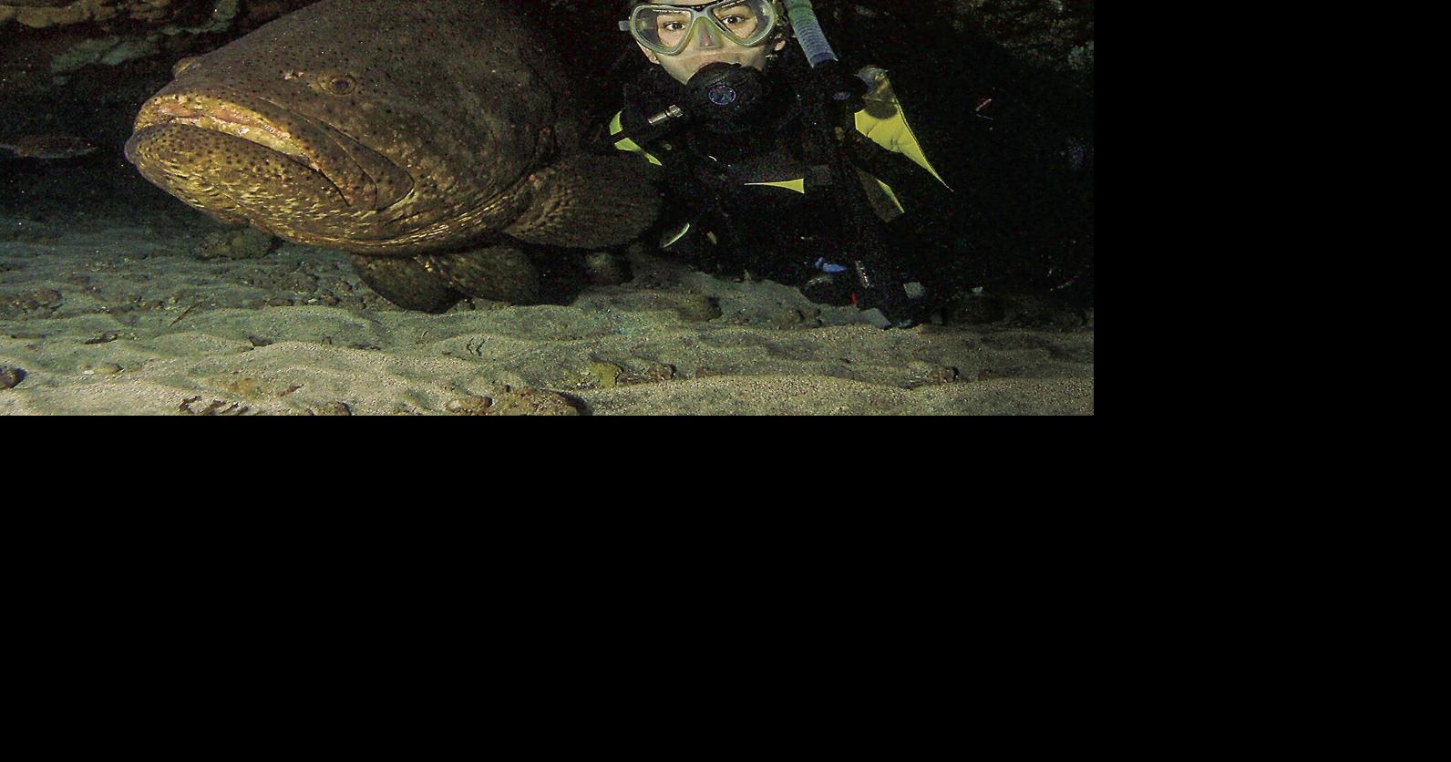 Wanna eat a goliath grouper? | Waterline | yoursun.com