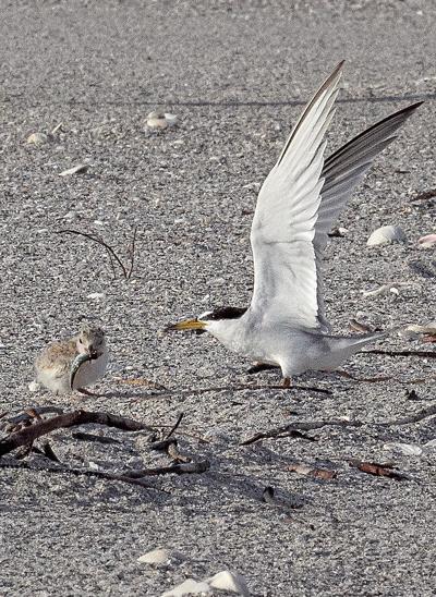 Birds need a break | Waterline | yoursun.com