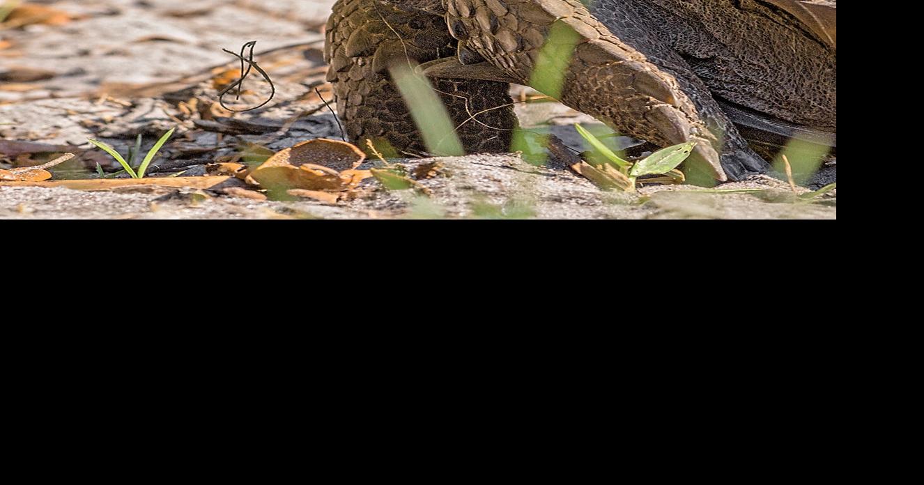 10 things you need to know about gopher tortoises | News | yoursun.com