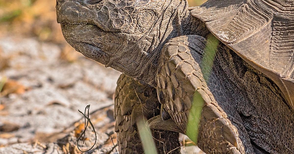 10 things you need to know about gopher tortoises | News | yoursun.com
