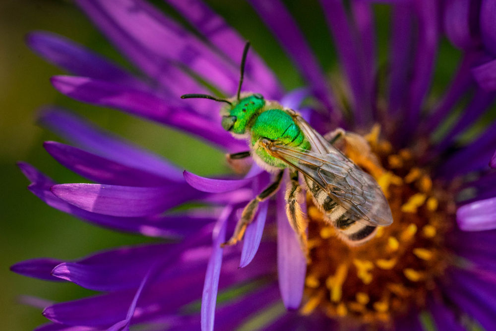 There Are More Than 300 Bee Species In Florida Daily Break Yoursun Com