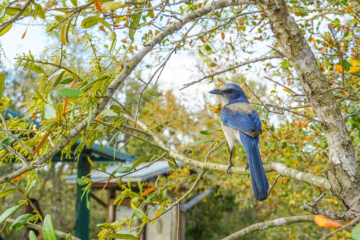 Get Your Wings Deland Mural Trail Leads To Amazing Places