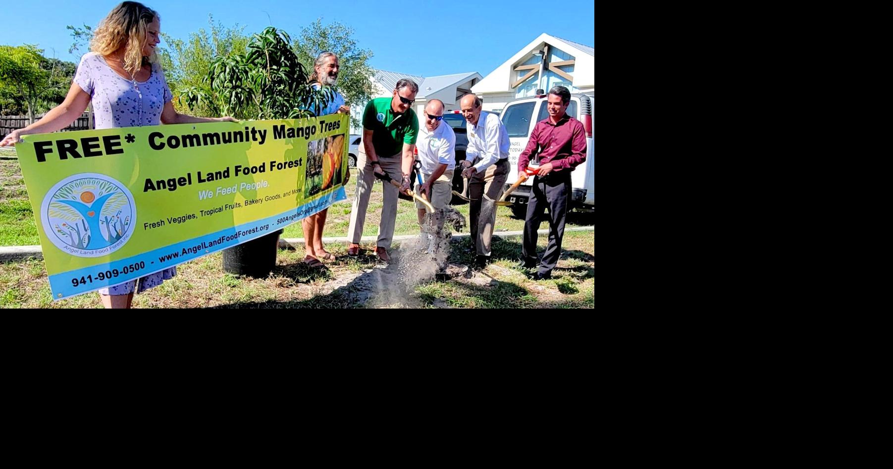 Free mango trees in Englewood The Daily Sun