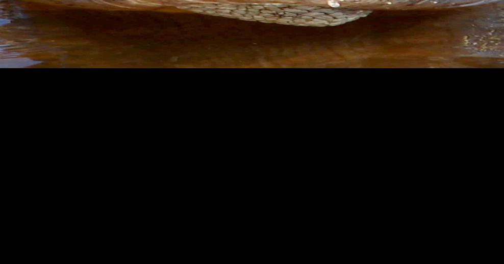 Gator hunters, get your permits Waterline