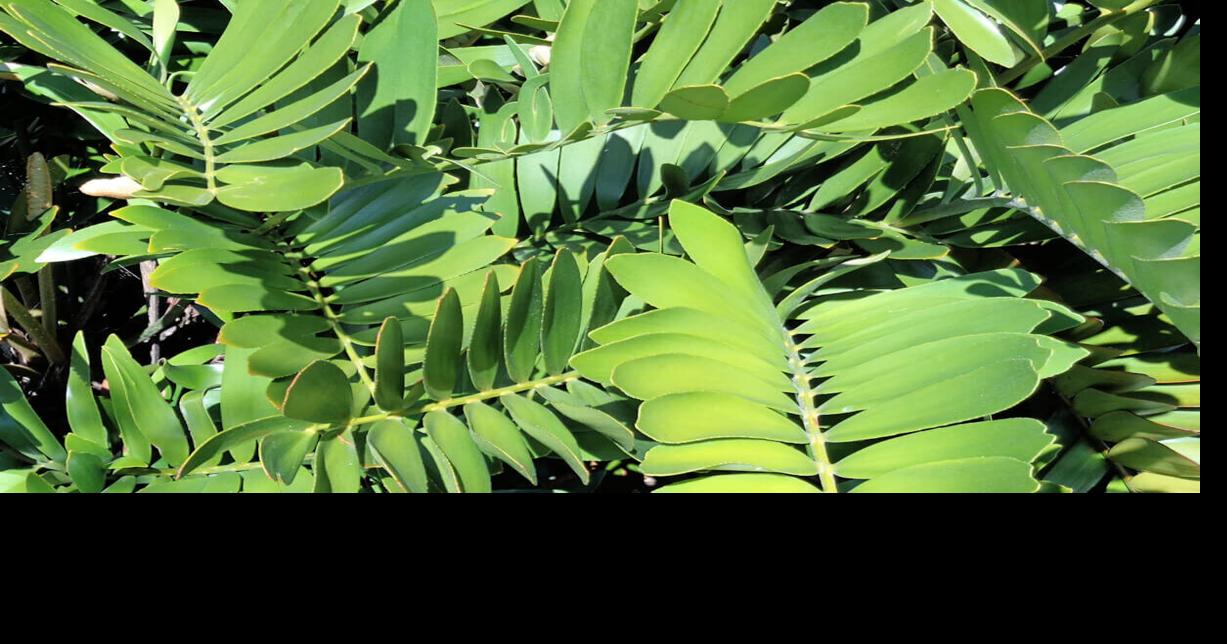 COLUMN: A plant that feels like cardboard | Port Charlotte News ...