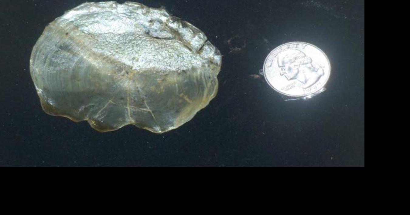 Tarpon scales as trophies Waterline