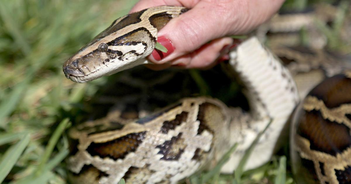 106 Burmese pythons captured in S. Fla., including 15-foot giant ...