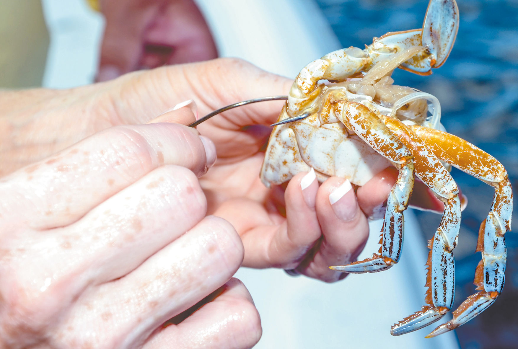 best blue crab bait