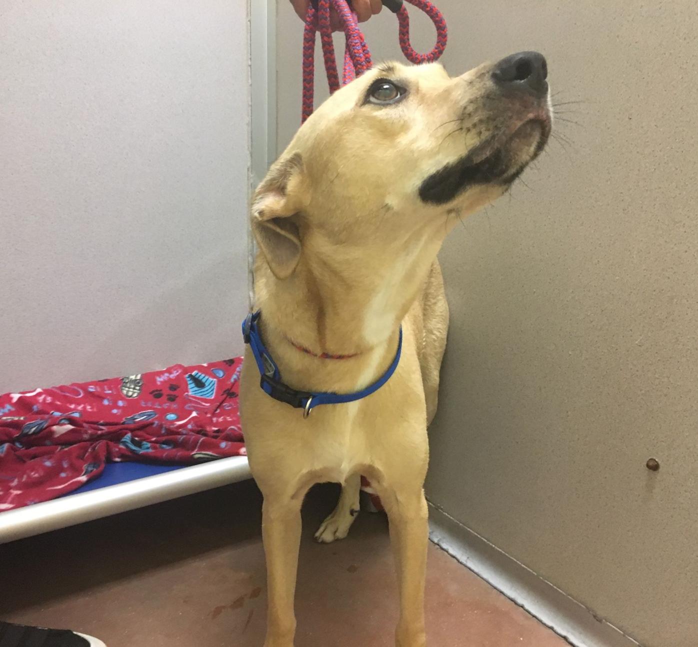 Animal Welfare League Receives 19 Dogs Displaced By Hurricane Michael Charlotte Sun Yoursun Com