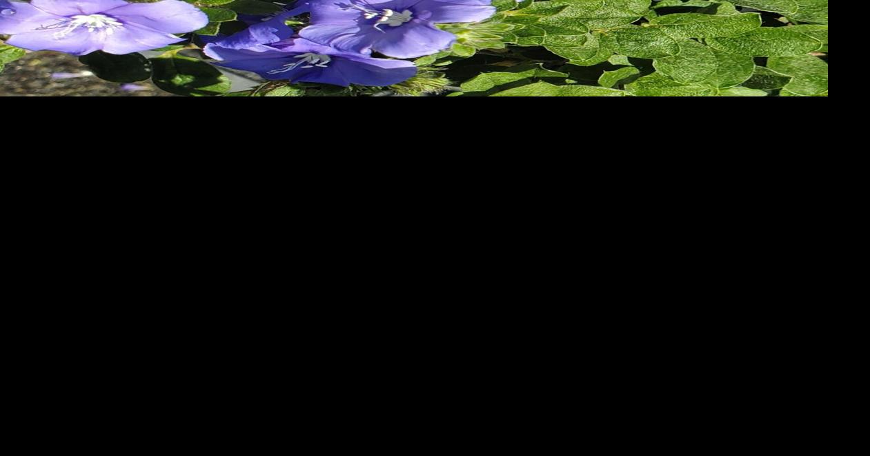 COLUMN: Blue for your landscape | Daily Break | yoursun.com