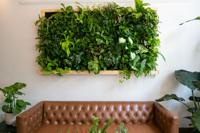 Living wall of plants